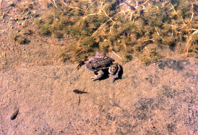 Rana temporaria e girino albino